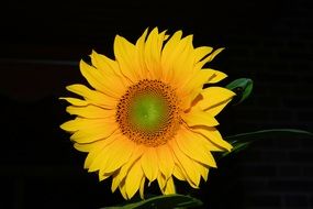 Photo of yellow sunflower