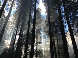 natural light nature woods forest