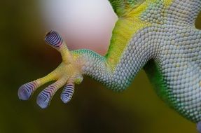 gecko hand sticky nature reptile