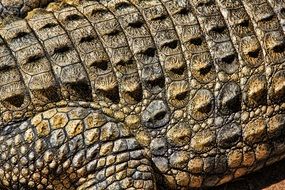 crocodile texture nature structure