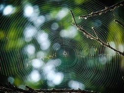 spiderweb web spider tree trap