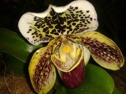 orchid flower exhibition pattern