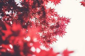 maple leaves red autumn fall