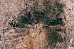 weathered section of a tree trunk