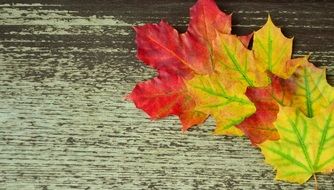background autumn leaves colorful