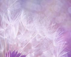 dandelion abstract purple