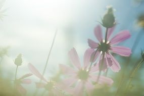 flowers sun light flower