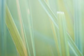 nature grass macro background