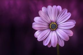 flower purple lical blosso