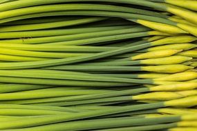 stems of a flower in spring