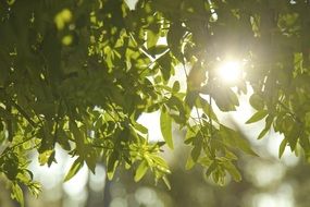 tree leaves in sunshine