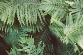 fern plant green nature leaf