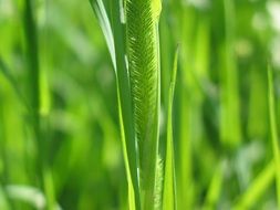 weed grass hay plant flora nature