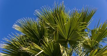 fronds palm leaf green foliage