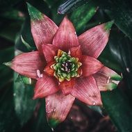 flower succulent plant flora