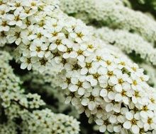 white flowers nature floral spring