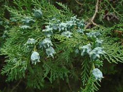 thuja wood bush shrub evergreen