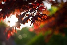 maple leaves foliage red autumn