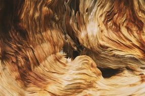 wood pattern texture nature old