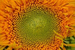 sun flower garden close