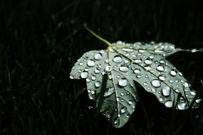 leaf maple water droplets wet