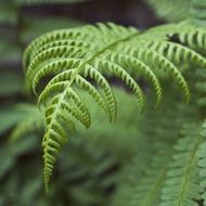 fern leaves plan green ecology