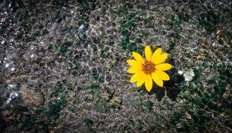 flower swimming water pool summer