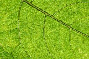 sheet texture nature green fresh