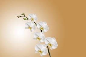 flower orchid nature plant