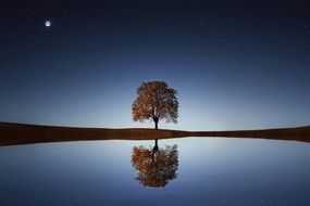 lonely tree at twilight