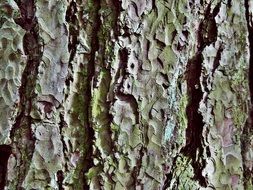 tree bark log nature structure