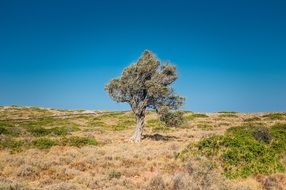 tree arid desert solo individual