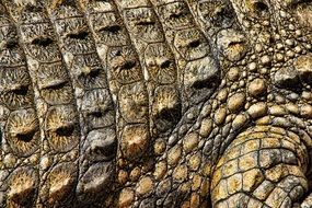 brown crocodile skin, texture