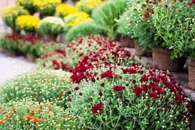 mums autumn fall season flowers