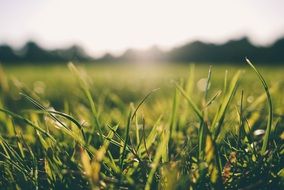 grass morning dew nature green