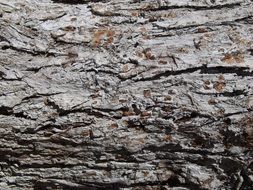 tree bark texture