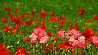 poppy flower red june
