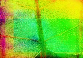 leaf abstract graphic design