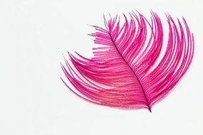 pink feather on a white background