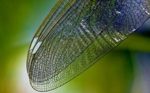 dragonfly wing nature close insect