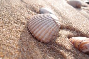 shell beach summer sand vacation