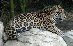 jaguar spots jungle wild animal