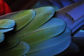 feather parrot colorful metalic