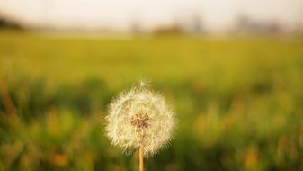 dandelion flower blurry nature