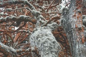 trunk tree moss vegetation plant