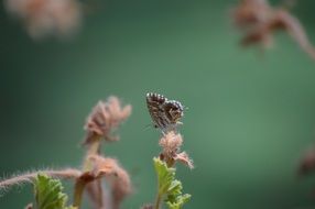 butterfly animal nature flower