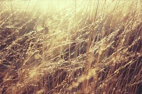 grass gold sun peace motion