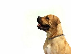 dog white happy white background