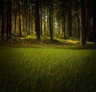 forest nature trees grass fantasy