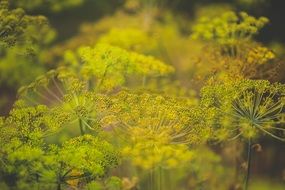 yellow flowers of dill